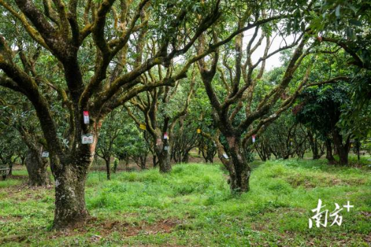 高州根子鎮(zhèn)古荔園，古樹參天，年年碩果累累